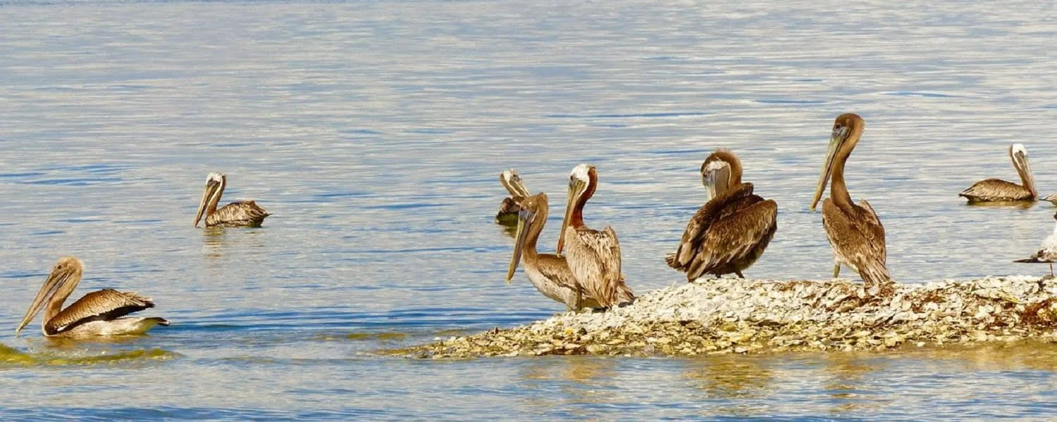 Pelicans