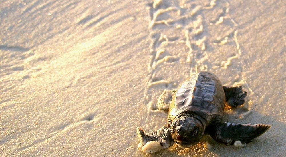 baby sea turtle