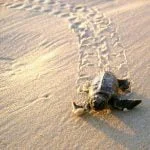 baby sea turtle
