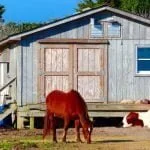 horses