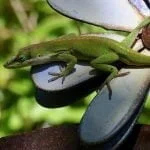 lizard