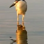 night heron